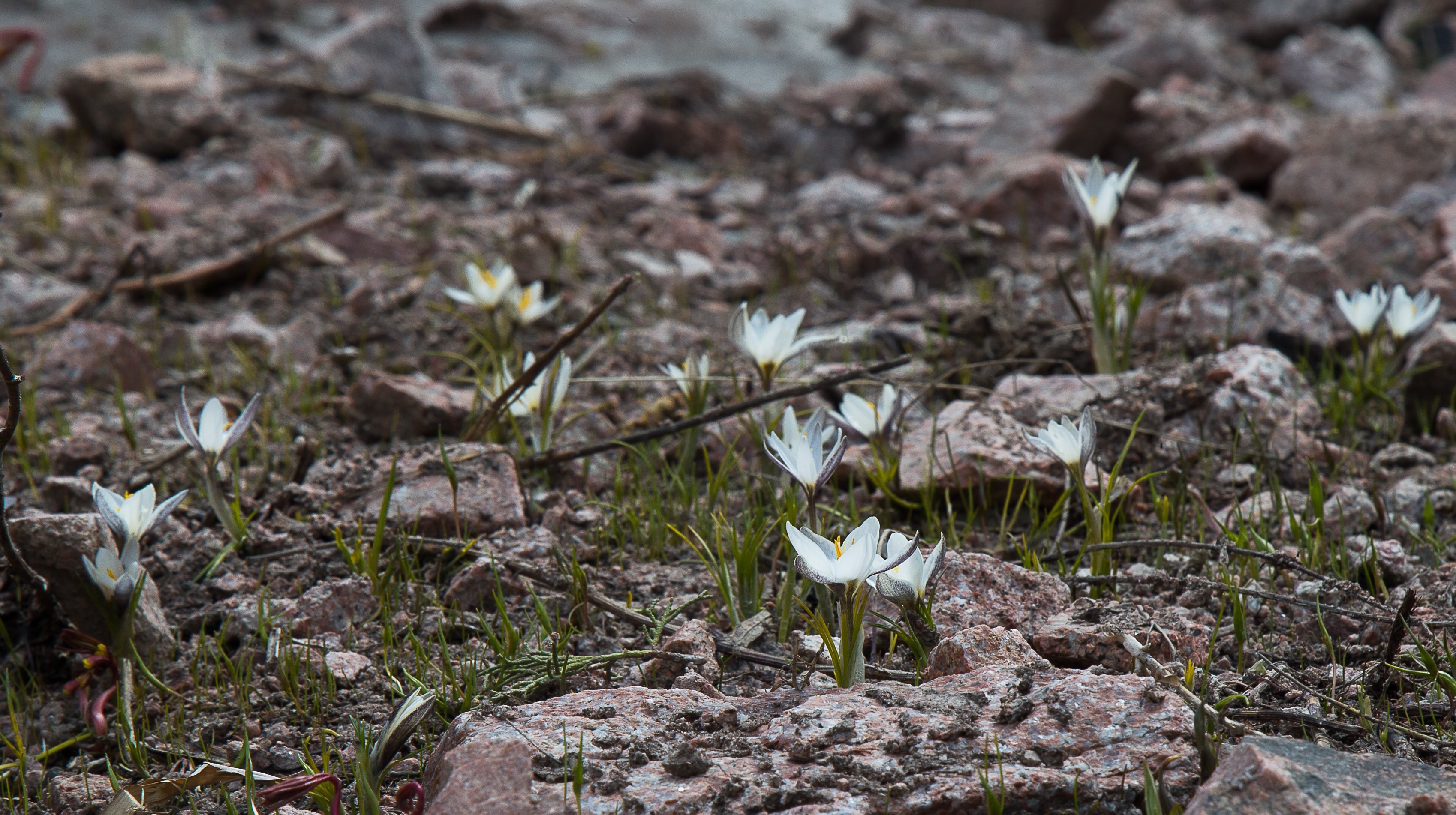 crocus alatavicus