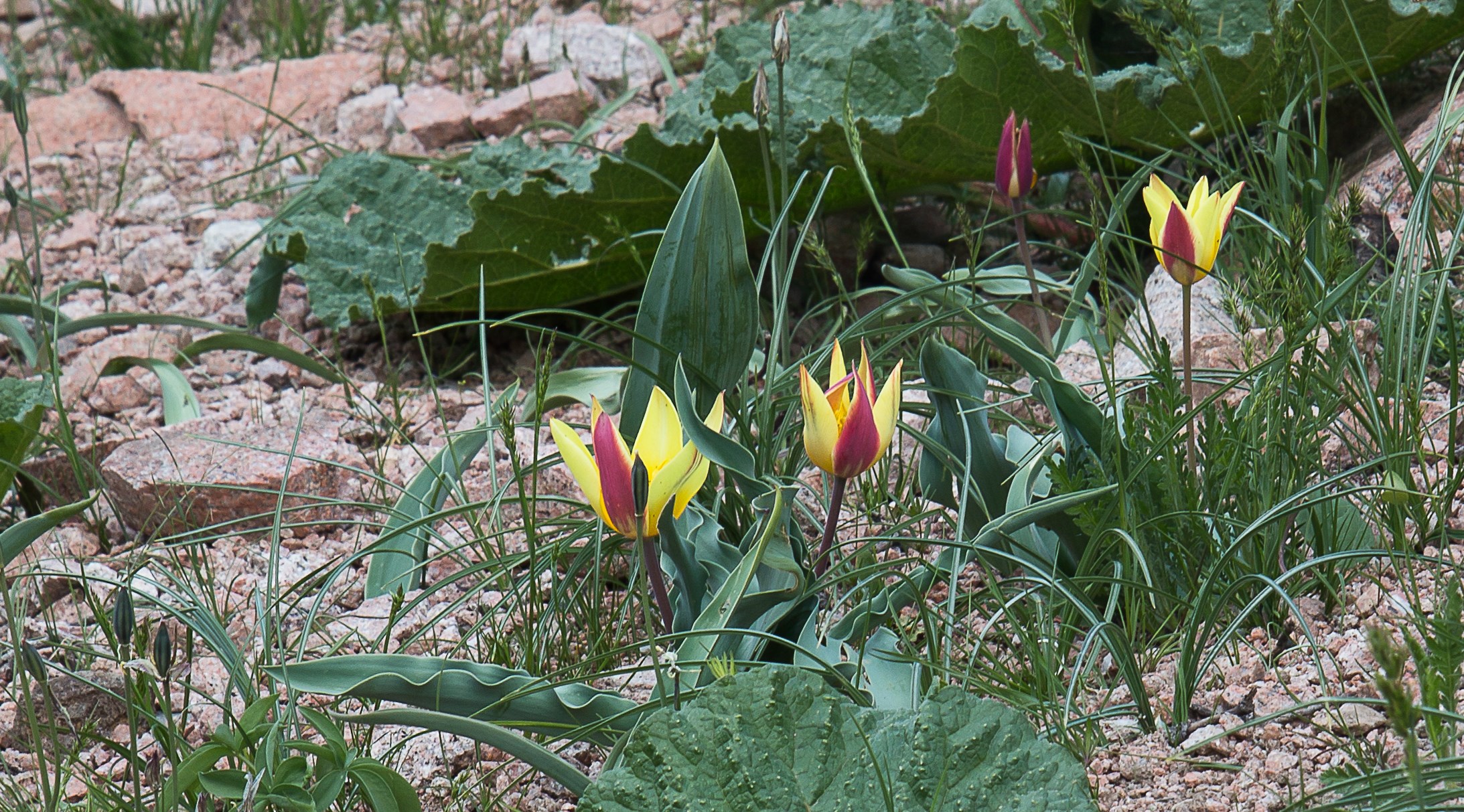 Tulipa chimgan