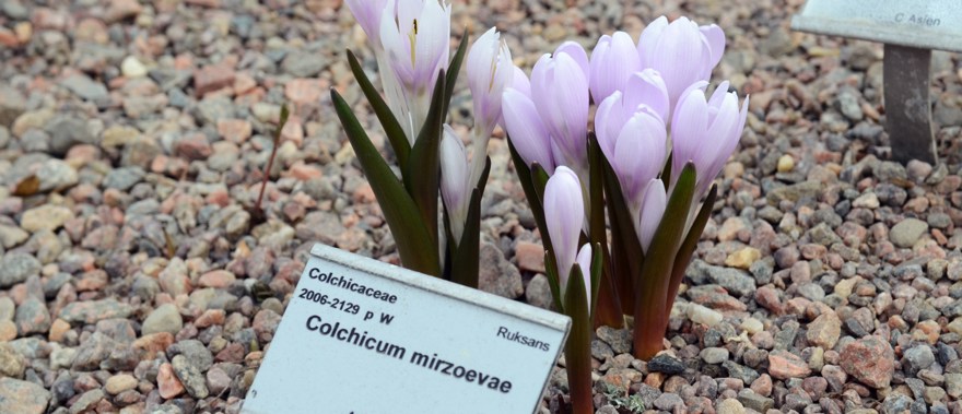 colchicum