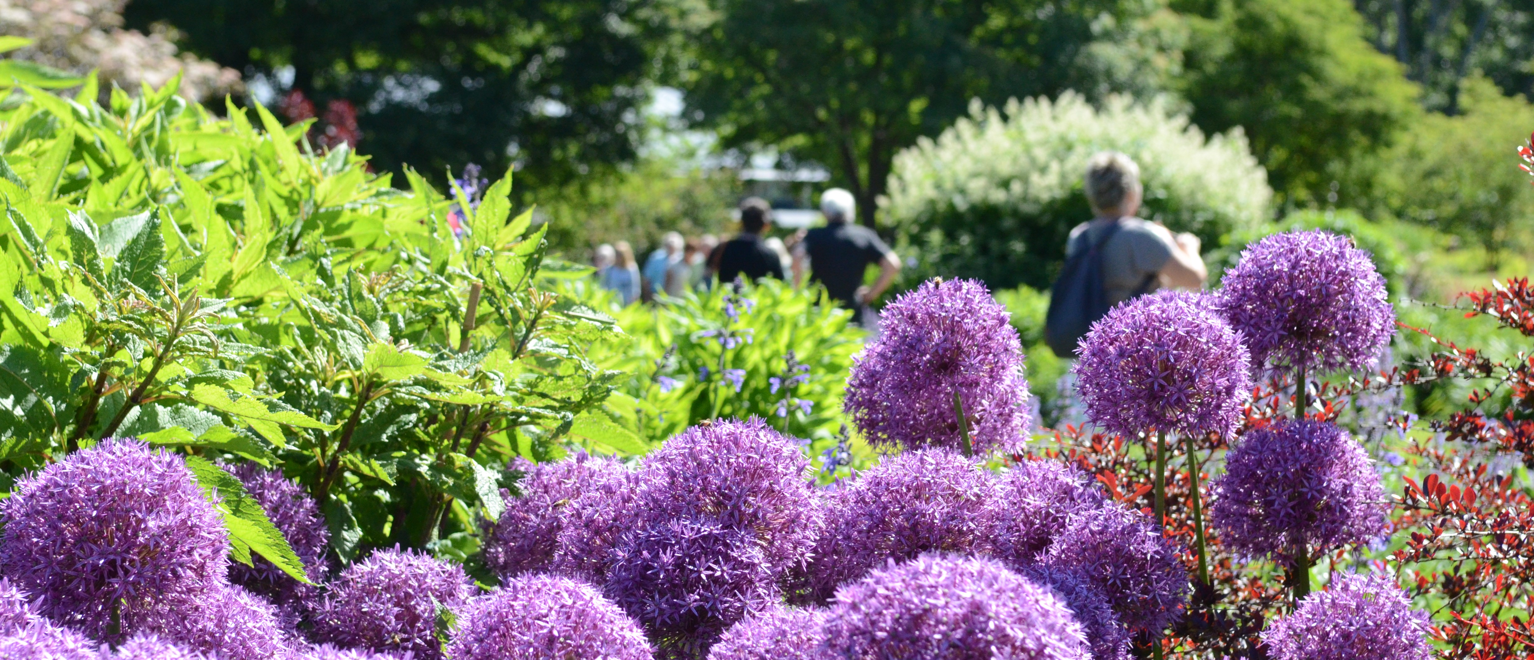 perennträdgården