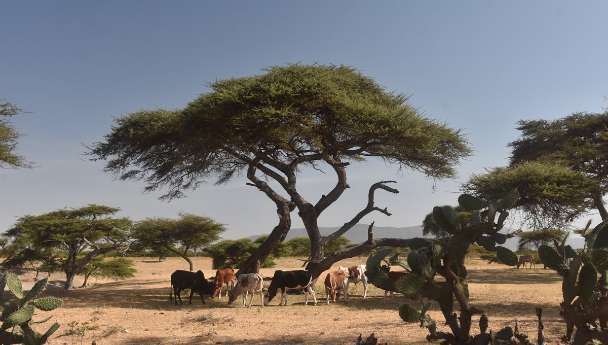 Kor betar under träd i Etiopien