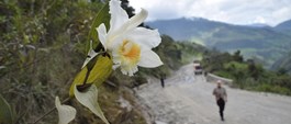 Orkidé från Ecuador