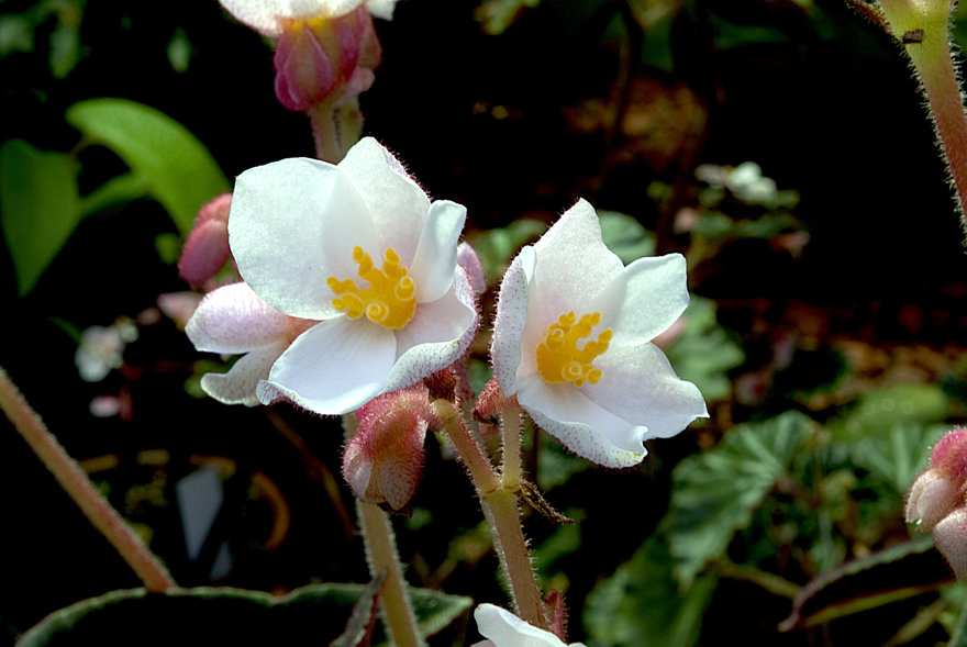 Begonia