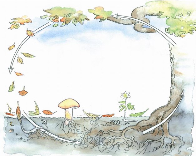 Illustration på hur energins kretslopp ter sig i naturen