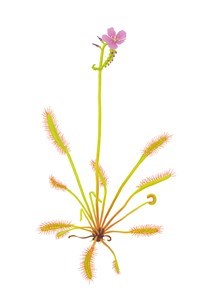 Drosera plant